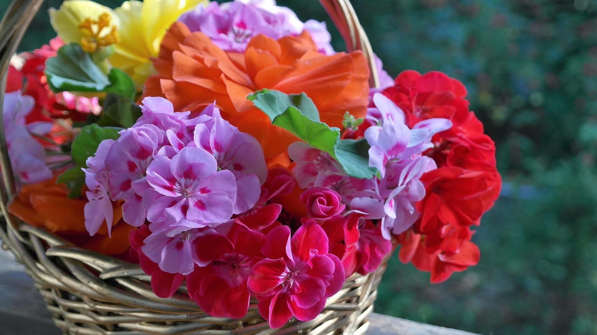 Bloemen voor het balkon