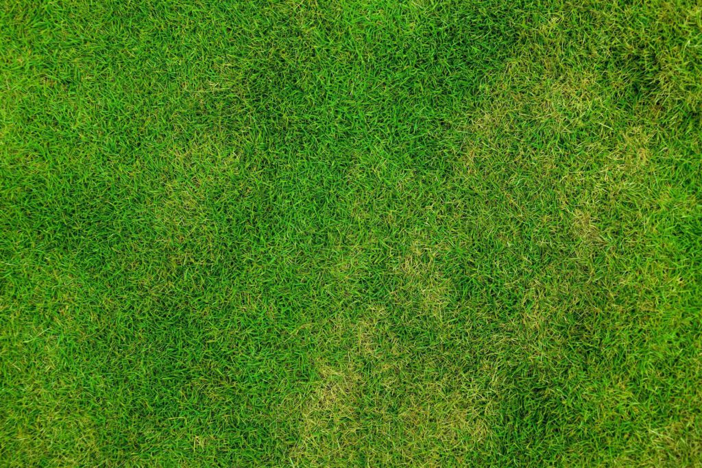graszoden voor nieuw gazon
