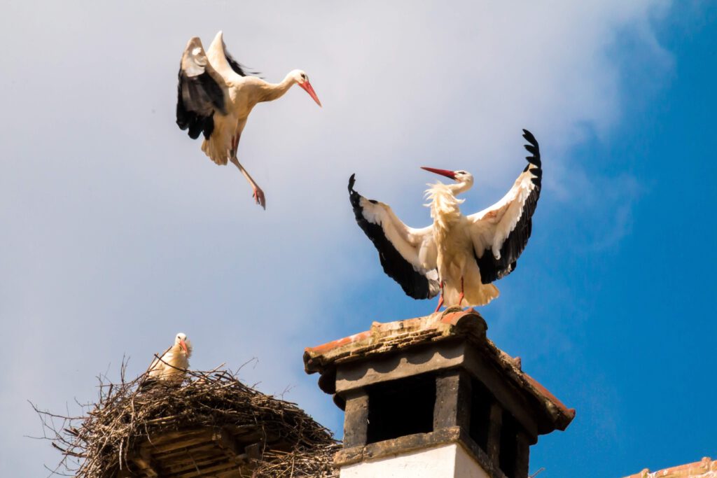 verwijderen van een vogelnest