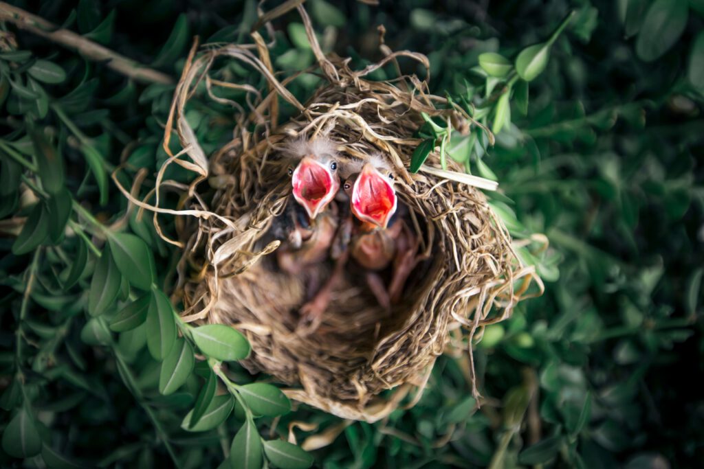 vogelnest verwijderen