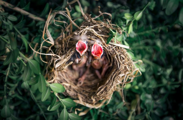 vogelnest verwijderen