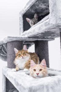 Kittens op een krabpaal