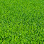 Houd uw tuin mooi groen met een beregeningspomp